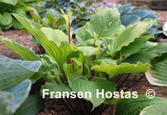 Hosta Endless Gift